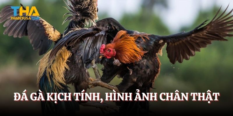 Đá gà kịch tính, hình ảnh chân thật